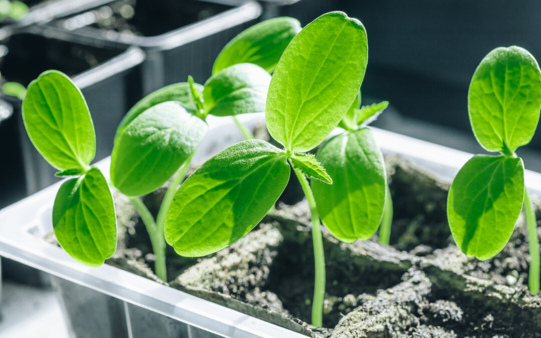 Priming in Crops: How Anticipation Becomes Your Competitive Advantage 